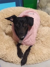 Jacket Clothing Puppy-Clothes Pet-Cat-Costume Dogs Soft-Fleece Chihuahua Winter For Yorkshire