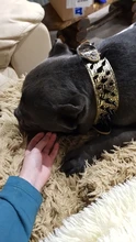 Dog-Collar Studded Spikes Pitbull Large Dog High-Quality Mastiff Big with Black Sharp