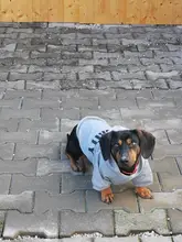 Sudaderas con capucha para mascotas Chihuahua ropa de moda europea para perros pequeños, ropa de 9 colores para cachorros, ropa de seguridad para gatos, ropa de invierno para mascotas