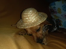 Sombrero Estilo Hawaiano para mascotas, Sombrero pequeño/grande de 14cm y 16cm de diámetro, envío directo