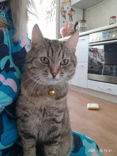 Collar de cuero personalizado para perros y gatos, placa con identificación para mascotas pequeñas