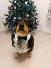 Collar ajustable con lazo para mascota, para perros y gatos pequeños, accesorios de aseo