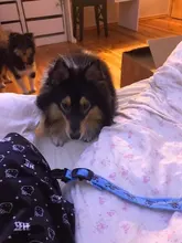 Cheervivi-Collar de nailon con luz LED ajustable para mascotas, Collar con brillo para perro, suministros para perro, venta al por mayor