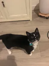 Pajarita elástica de seguridad con cascabel para perros y gatos pequeños, Collar seguro con patrón de baya, productos para mascotas, Collar para perros, suministros para mascotas