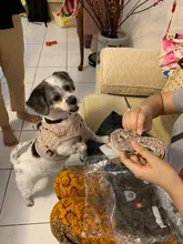 Dog Cat Harness Reflective Vest Pet Chest Strap Mesh Breathable Dog Harness And Walking