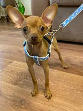 Arnés tipo chaleco para perro, correa de malla respirable para mascota, ajustable, para caminar por la noche, para perros pequeños, medianos y grandes