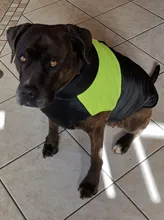 Jacket Puppy-Clothing Dog-Coat Dogs Golden-Retriever Waterproof Winter Pet-Vest Small