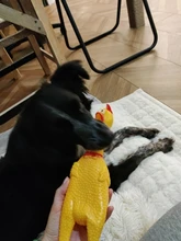 Pollo chillón de goma, bonita y divertida caricatura, Grande/cachorro interactivo, perro de juguete, Limpieza de dientes, Sm ll, juguetes para mascotas