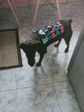 Ropa para Perro barata, adorable chaleco para Perro, camiseta para mascotas, disfraz para perros, Ropa de algodón para cachorros, trajes para perros pequeños