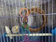 Uds 15cm vid columpio escalada mastica jaula de mordedura de mimbre anillo loro y ave mascota juguete accesorios para jaulas de pájaros decoración para mascotas suministros