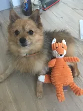 De pana de pana juguetes para perros pequeños perros grandes de forma de Animal felpa mascota cachorro chillón masticar juguete mordedor resistente accesorios de mascotas suministros