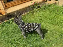 Chaleco para perros, ropa de dibujos animados, chaleco con Calavera, camiseta para perros y gatos, cachorro suave, ropa para perros, camiseta chaleco 2XS-5XL 25Q