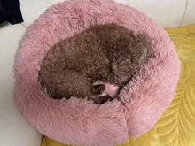 Cama supergrande de felpa redonda para perro, alfombrillas para gato de producto para mascotas, perrera cálida para dormir, cojín para mascotas, suministros, envío directo