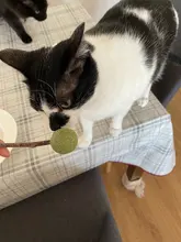 Productos para mascotas Gato juguetes hierba gatera Natural Lollipop forma mascotas Molar dientes juguete del gato Navidad Año nuevo regalo