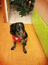 Dog Cat Harness Reflective Vest Pet Chest Strap Mesh Breathable Dog Harness And Walking