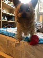 Dog-Toys Pets-Accessories Chew Small Dogs Fleece Cute for SUPRPET Size-Bear