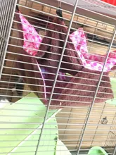 Hot Set Double Thick Plush Warm Bed Rat Hammock for Hamster House Hanging Nest Sleeping