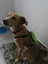 Mochila de nailon de colores para Gato, mochila multifunción con arnés y correa para perros pequeños