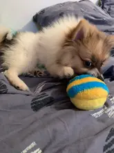 1pc Pet Dog Toys Squeak Plush Toys for Dogs Slipper Shape Dog Chew Toy Soft Plush Puppy