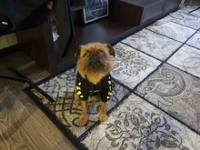 SUPREPET-ropa para perro Bulldog francés, capucha con patrón de rayas, chaqueta para perro Bulldog francés