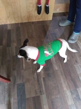 Prendas de verano para perro ropa para mascotas para perro chaleco camisa perros abrigados en invierno ropa de mascotas Chihuahua ropa para Yorkshire para perros