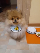 Accesorios para Mascotas, Baberos con lazo para gatos, Bandana para Perros, Accesorios para Perros, bufanda, productos para Mascotas