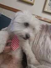 1 de policarbonato para perros Formal corbata esmoquin pajarita Collar de medio perros grandes gato cachorro pajarita para perro, Collar de perro