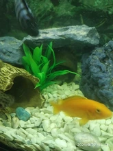 Decor Ornament Decorations-Plants Aquatic-Accessories Plant-Grass Aquarium Fish-Tank