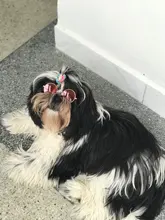 Gafas de protección contra el desgaste para perros y gatos adorables, productos para mascotas, protección contra el desgaste, gafas de sol, fotos, accesorios para mascotas, 1 ud.