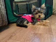 Chihuahua Clothing Pet-Vest Dog-Coat Puppy T-Shirt Small Dogs Princess-Printed Cotton