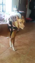 Arnés de perro sin tirones, arnés de mascota ajustable transpirable reflectante para chaleco de perro, Parche de identificación personalizado para exteriores, suministros para perros que caminan