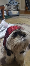 Chaleco vaquero de primavera para perros pequeños, ropa de Tzu para perros Yorkshire Terrier, ropa estilo vaquero para cachorros, chaqueta para Chihuahua, ropa para gatos