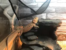 2 unids/set mascotas hamaca cama para dormir malla juguetes Swing tela Oxford para reptil serpiente lagarto subir productos con copa de succión