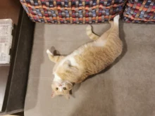 10Pcs Colorful Pet Rainbow Foam Fetch Balls Training Interactive Dog Funny Toy