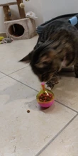 Para Comida de perro rompecabezas de gatos juguetes perro Kitty molares de capitanes para perros de compañía gato juguete goteando Bola de comida