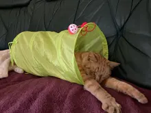 Juguete de túnel para mascotas, tubos de juego con 2 agujeros, bolas plegables, antiarrugas, para cachorros, hurones y conejos