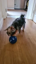 2020 multifuncional de comida de perro jugar pelota de hule de juguete masticar dispensador de fugas interactivo para mordedor Dental juguete de entrenamiento pelota