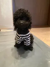 T-Shirt Vest Dogs Thin Striped Pet Small Soft for And Medium Dog-Cloth Round-Neck