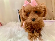 Conjunto de arnés y correa de Gato de Ángel para perros y gatos pequeños, correas ajustables de 10 colores para mascotas