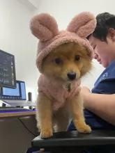 Jacket Clothing Puppy-Clothes Pet-Cat-Costume Dogs Soft-Fleece Chihuahua Winter For Yorkshire