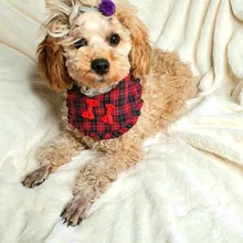 Scarf Pet-Accessories Dog-Supplies Puppy Cat-Bandana Washable-Collar Medium Cats Adjustable