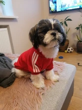 Sweatshirt Hooded Adidog Four-Seasons Pet-Jacket Small Cotton Warm And Medium-Sized Hot-Sale