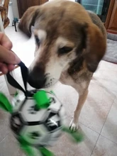 Interactive-Football-Toys Pets-Toy Tpu-Ball Dog-Training-Accessories Small Dogs Bite-Resistant