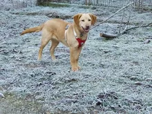 Arnés para perros reflectante ajustable, chaleco de pecho para perros pequeños, medianos y grandes, arnés protector de adiestramiento al aire libre para perros