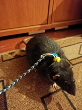 Color al azar 2m ajustable correa de hámster arnés cuerda jerbo cuerda arnés Collar de guiar por rata ratón mascota hámster correa de jaula