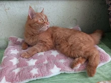 Estera Franela suave para mascotas, cama gruesa de invierno para perros pequeños, medianos y grandes, manta Gato caliente para dormir