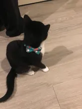 Pajarita elástica de seguridad con cascabel para perros y gatos pequeños, Collar seguro con patrón de baya, productos para mascotas, Collar para perros, suministros para mascotas