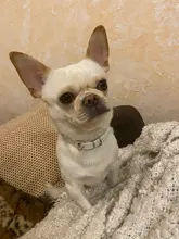 Fashion Red Purple Black Green Leather Dog Collar Bone Shaped Accessories Collar