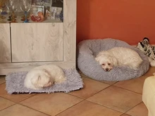 Alfombrilla de lana suave para Cama de Perro, cojín cálido para casa, cachorro, gato, manta para dormir para perros pequeños y grandes, caseta para gatos