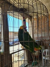 Loro pequeño campana de colores, juguete creativo divertido, jaula de pájaro colorida, campana colgante para loros, loros, jaula de hámster, suministros de columpio